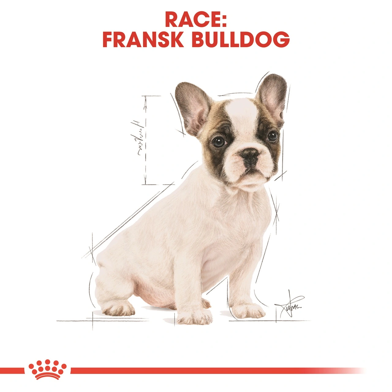 Royal Canin French Bulldog Puppy 3 kg - fuldfoder til hvalpe